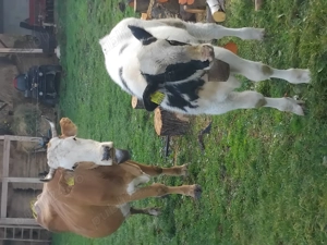 Vand vaca cu vitea - imagine 3