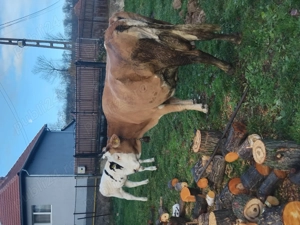 Vand vaca cu vitea - imagine 2