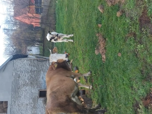 Vand vaca cu vitea - imagine 4