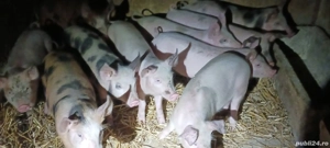 vând 10 purcei de 12 săptămâni 20-25 kg