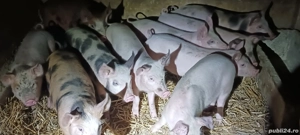 vând 6  purcei de 11 săptămâni 20 kg - imagine 2