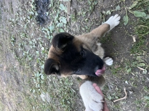 Femelă Akita Americană 3 luni   Pedigree   Părinți campioni   Vaccinată complet