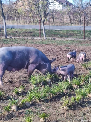 purcei pietran fără par  - imagine 3