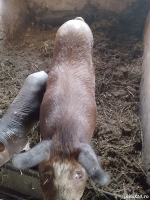 vand ce se vede in poze - imagine 3