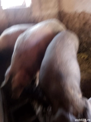 vand ce se vede in poze