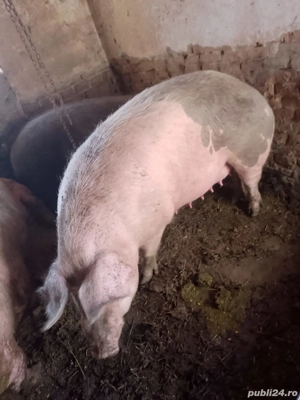 vand ce se vede in poze - imagine 2