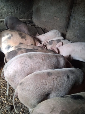 Vând purcei  - imagine 2