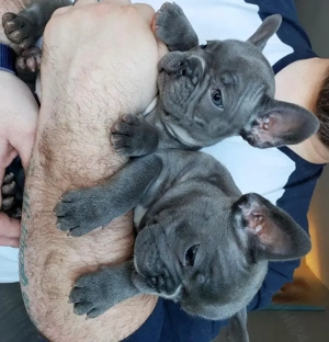 Bulldog francez diverse culori  - imagine 3