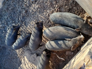 vând porci vietnamezi 