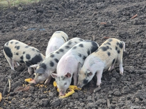 purcei de 7 săptămâni 