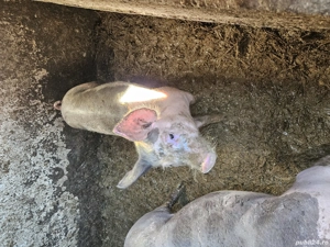 porc pietrain - imagine 2