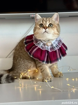 Fetita british shorthair superba !! Certificat pedigree !!  - imagine 5