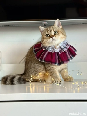 Fetita british shorthair superba !! Certificat pedigree !!  - imagine 2