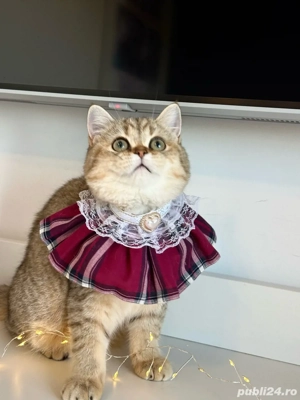 Fetita british shorthair superba !! Certificat pedigree !!  - imagine 4