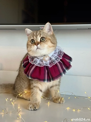 Fetita british shorthair superba !! Certificat pedigree !!  - imagine 3