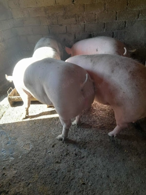 Urechesti gorj, mai multe detali la nr   - imagine 3