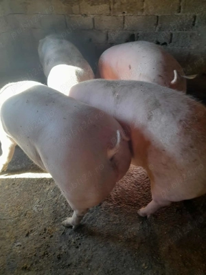 Urechesti gorj, mai multe detali la nr  