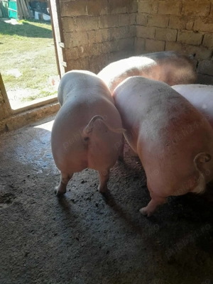 Urechesti gorj, mai multe detali la nr   - imagine 2