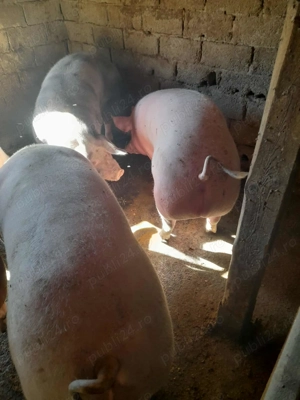 De vânzare în urechesti gorj