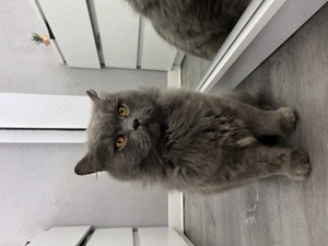 motan british longhair 