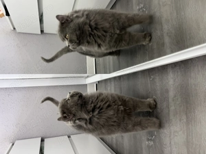 motan british longhair  - imagine 2