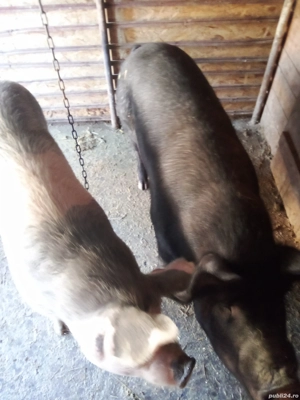 vind porci de taiat crescuti cu ceriale  - imagine 2