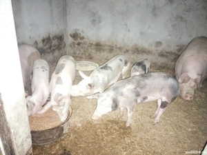 Purcei de carne landras 