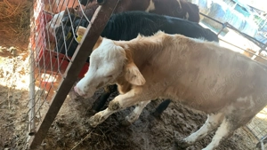 Vând viței bălțată românească  - imagine 2