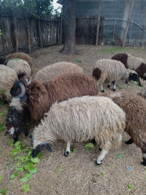 Berbecuți  - imagine 2