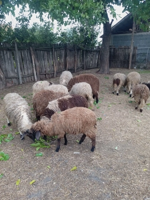 Berbecuți  - imagine 3