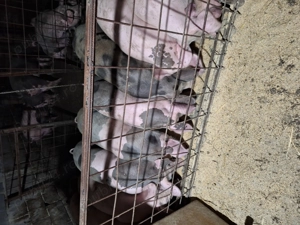 Porci de vanzare  - imagine 3