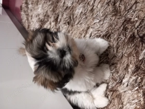 Shih-tzu  mini toy