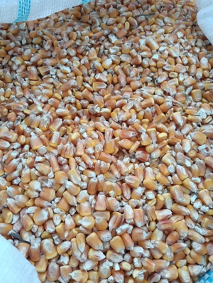 Porumb  boabe de vânzare un 1 Leu  kg 
