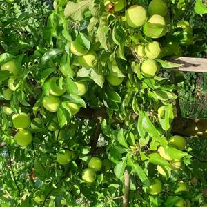 Mere de consum i Bistrita