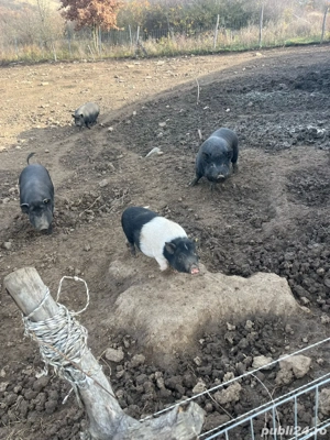 porci vietnamezi - imagine 4