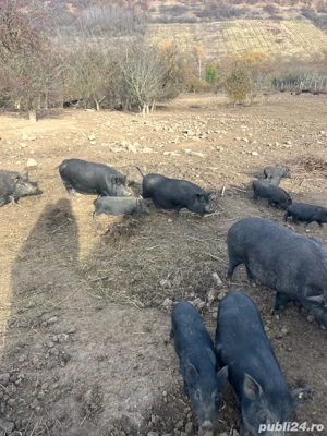 porci vietnamezi - imagine 5