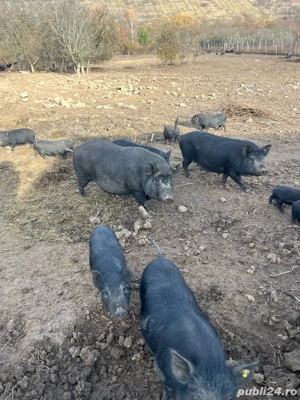 porci vietnamezi - imagine 3