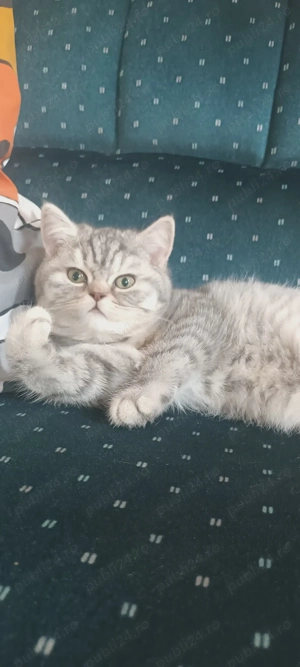 Brithish chincilla silver 