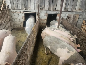 Vand porci - imagine 3