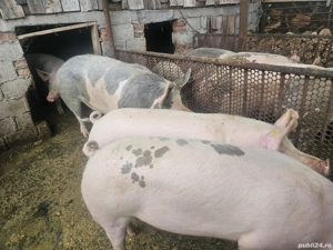 Vand porci - imagine 2