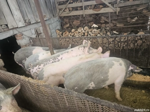 Vand porci - imagine 5