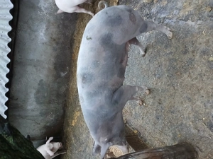 Porci crescuți in gospodărie  duroc pietrain landras