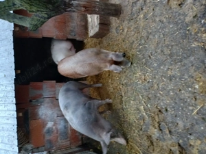 Porci greutate 120 150kg. 15 lei - imagine 3