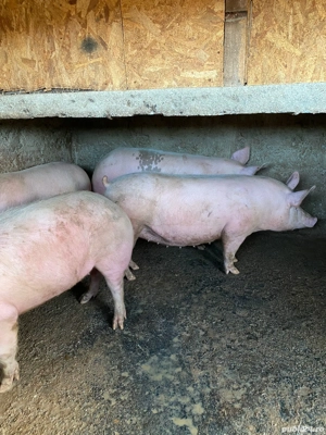 vând porci 