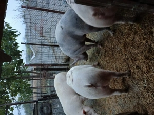 Porci greutate 120 150kg. 15 lei - imagine 2