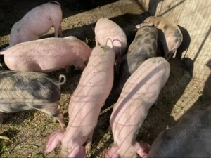 Purcei rasa Landrace si purcei rasa Pietrain