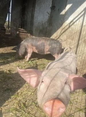 Purcei rasa Landrace si purcei rasa Pietrain - imagine 3