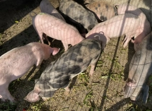 Purcei rasa Landrace si purcei rasa Pietrain - imagine 2