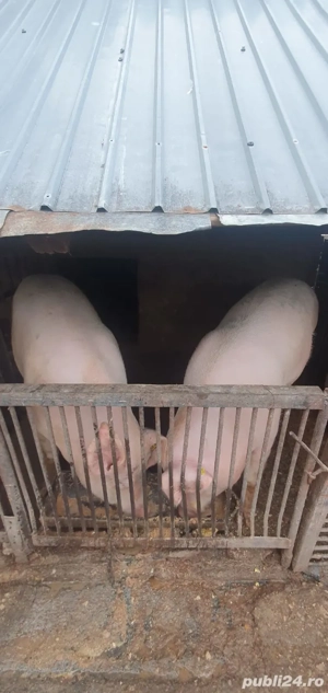 vinzare porci  - imagine 2