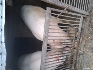 vinzare porci  - imagine 3